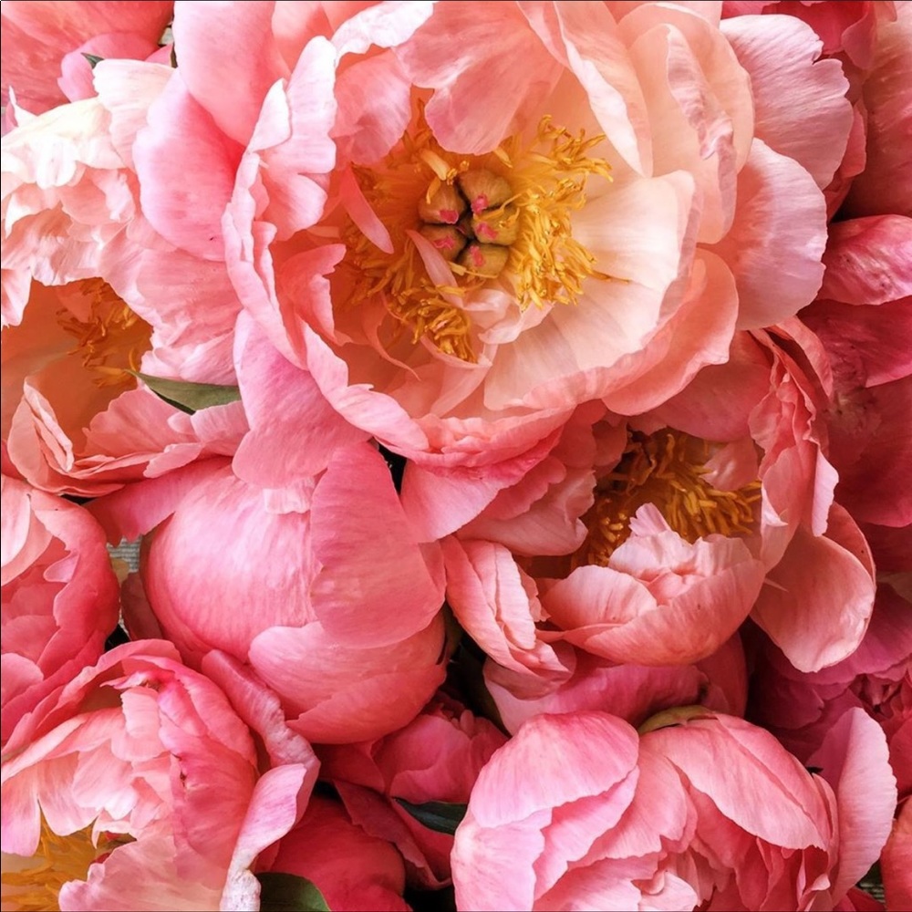 Meet your Posher, J L